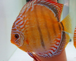 S.Aequifasciatus Curipera Heckel Cross S