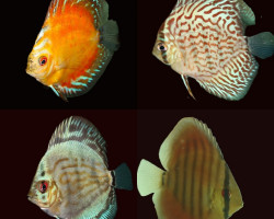 S. Aequifasciatus Mix  M
