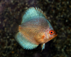 S. Aequifasciatus Dark Angel S