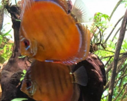 S. Aequifasciatus Curipera S/M