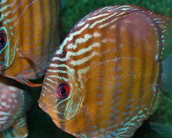 S. Aequifasciatus Uatuma  Xl