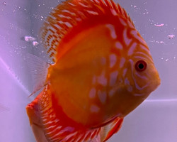 S. Aequifasciatus Red Map S