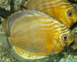 S. Aequifasciatus Tarzoo M/L