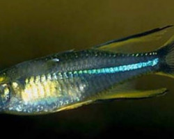 Marosatherina Ladigesi M