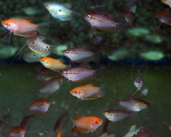 Trichopodus Trichopterus Mixed S/M