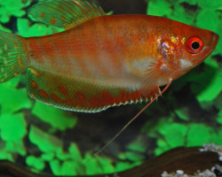 Trichopodus Trichopterus Gold/Red S/M