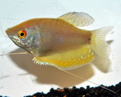 Trichopodus Trichopterus Opal S/M