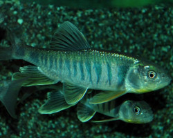 Opsariichthys Platypus Xl