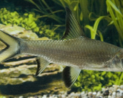 Balantiocheilus Melanopterus S