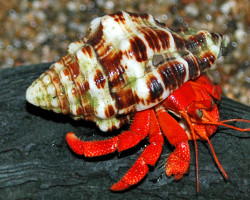 Coenobita Perlatus Strawberry Xl