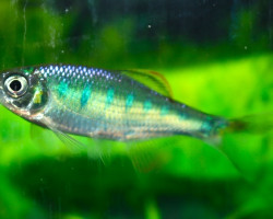 Opsarius Ardens M/L