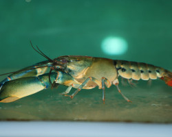 Cherax Misolicus M