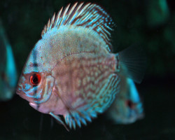 S. Aequifasciatus Cobalt Blue S/M