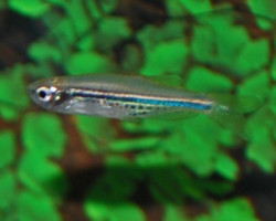 Danio Nigrofasciatus S/M