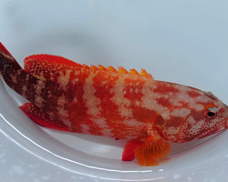 Cephalopholis Urodeta M