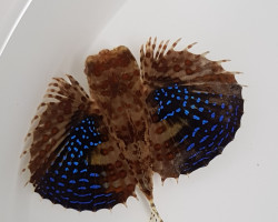 Dactyloptena Orientalis S