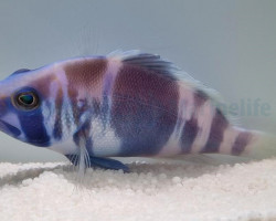 Hypoplectrus Indigo M