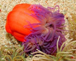 Macrodactyla Doreensis (Purple) S
