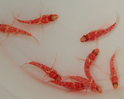 Plectranthias Inermis M