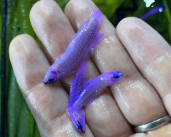 Pseudochromis Fridmani (Crossback) - Allevato Europa M