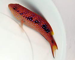 Variola Louti Ml