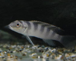 Nanochromis Transvestitus S