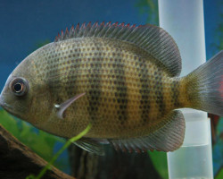 Paretroplus Menarambo S