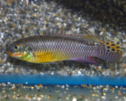 Pelvicachromis Kribensis Idenau M