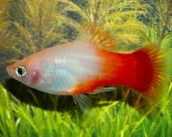 Platy Peppermint M