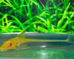 Stiphodon Sp. Blue Belly  M