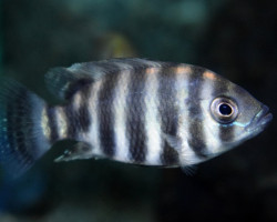 Heterotilapia Buttikoferi S