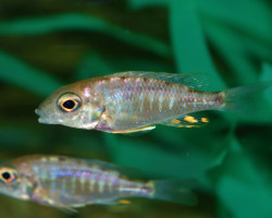 Aulonocara Kandeense S