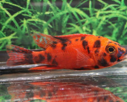Aulonocara Strawberry Pearl S
