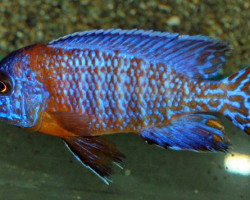 Aulonocara Nyassae Orange S