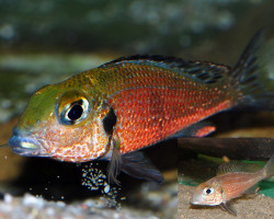 Callochromis Macrops Ndole Red S/M