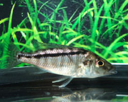Lichnochromis Acuticeps S