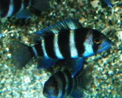 Cyphotilapia Frontosa 7-Stripe S