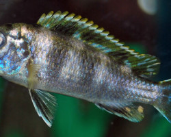 Labidochromis Sp. Perlmutt S/M