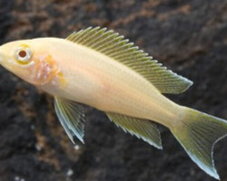 Neolamprologus Brichardi Albino S/M