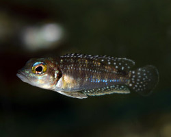 Lamprologus Meleagris S/M