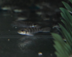 Lamprologus Tigripictilis M