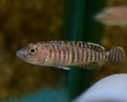 Lamprologus Signatus S