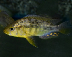 Pseudocrenilabrus Multicolor (Maschio) L