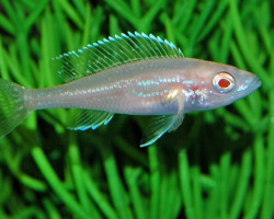 Cypr. Leptosoma Kitumba Albino S