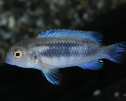 Pseudotr. Sp. Polit S