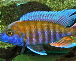 Aulonocara Jacobfreibergi S