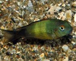 Tropheus Moorii Ikola S/M