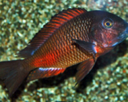 Tropheus Moorii Moliro M