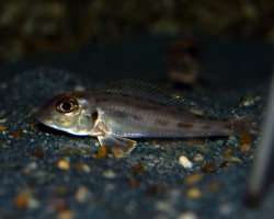 Xenotilapia Ochrogenys Singularis F1 S