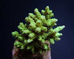 Acropora Chesterfieldensis L